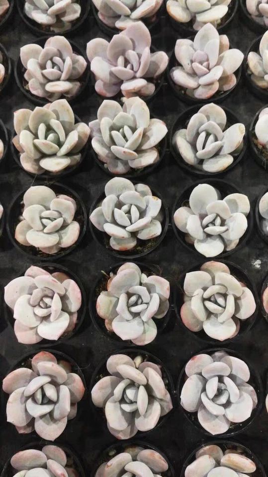 Echeveria Pink Laui  4cm ，Single ONE plant  succulent  - Image 2 of 4