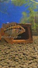 Beautiful pair Apistogramma macmasteri - Live arrival we combine shipping