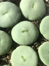 Conophytum wettsteinii, Randomly Pick, Live plants, Cute Plants (1.6-1.8cm)