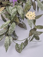 Hoya Lacunosa Laos (small leaf, stable silvery and red coloured splash) rooted