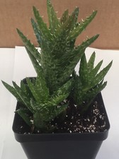 Aloe Juvenna Tiger Tooth Aloe Succulent Plant  3" Pot
