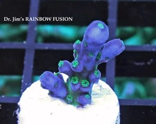 TSA RAINBOW FUSION - SPS LIVE CORAL