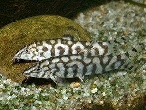 tropical fish loaches