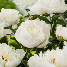 Peony Duchesse De Nemours  Hardy Perennial White Fragrant Garden Flower Plant