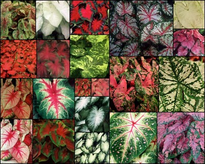 SALE! Fancy-Leaf CALADIUM Bulbs~YOU CHOOSE COLOR & QTY~Red/Pink/White~FREE SHIP