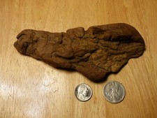 Potomac Bark Style Driftwood Aquarium Reptile Decor Insect Taxidermy 2024-007