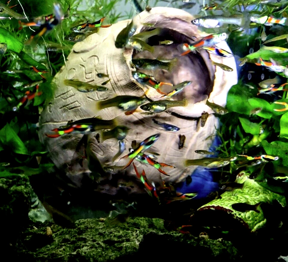 Variety Mix Endlers - 6 PARES (5 + 1 Par Gratis/5 Alevines Gratis) (17+ peces) Envío Gratis Foto 3 de 4