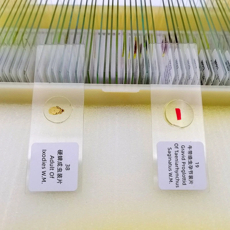 50 PIEZAS Diapositivas de Microscopio Preparadas en Parasitología Espécimen para Enseñanza e Investigación Foto 4 de 4