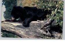 Frisky Bear Cub on Log Canada Postcard