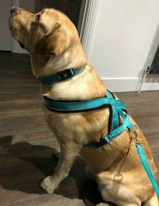 labrador harness size