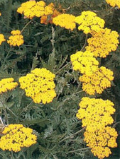 ACHILLEA Coronation Gold,graine de filipendulina,fleurs de mon jardin,fleurs bio