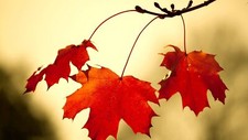 Landscape leaves fall nature plants Custom Gaming Mat Desk