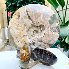 10.05LB TOP Natural Beautiful ammonite fossil conch Crystal specimen heals