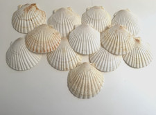 12 Natural Real Scallop Shells 5 Sea Seashells Beach Decor Crafts Cooking