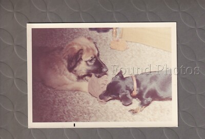Dogs tearing up pantyhose Found Vintage Color Photograph C2064