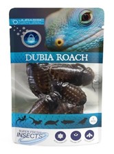 2 Pack - Jurassic Natural Dubia Roach 5pcs Organic Reptile  Amphibian Food
