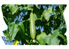 12 Asian Vegetable Edible Luffa Loofa Seeds Smooth sponge gourd vine New