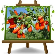 Goji barbarum pianta da Frutto su Vaso: 20 cm Altezza: 160 cm Età: 2 anni.