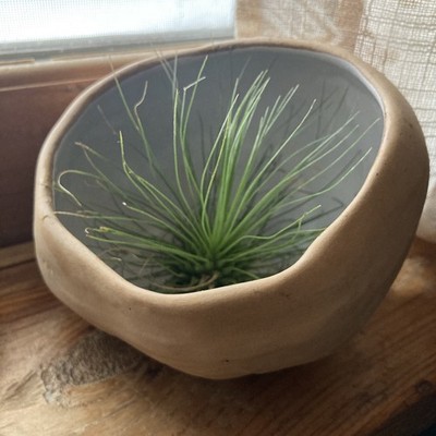 Hammat Original Pottery Bowl Vase Bioform Mid-Century Ceramic T6RS Oklahoma