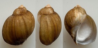 Conchiglia Shell : volutharpa perryi