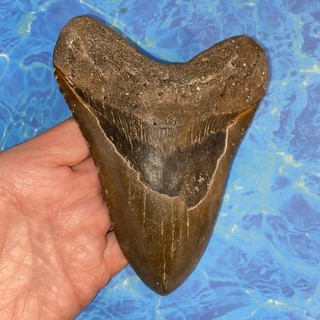 MEGALODON SHARK TOOTH 5.90” HUGE TEETH MEG SCUBA DIVER DIRECT FOSSIL NC 2088