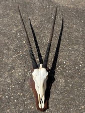 Afrika Trophäe Oryx Kuh Jagdtrophäe Geweih Hörner  Großwild