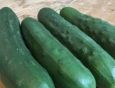 30 ct Marketmore 76 Cucumber Seeds - NON-GMO / Heirloom - Free Shipping