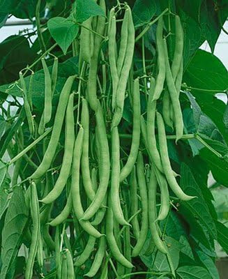 Pole Beans Kentucky Wonder by Stonysoil Seed