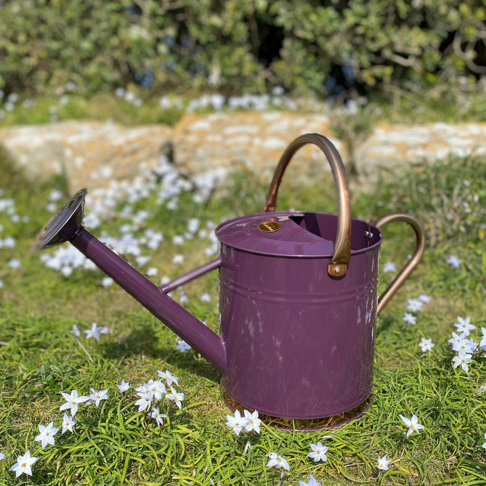 Watering Can Metal Indoor & Outdoor Purple Heather with Rose (9 litre)