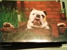 BULLDOG 2X3 FRIDGE MAGNET DOG PET MAN'S BEST FRIEND K9 PUPPY FRENCH ENGLISH