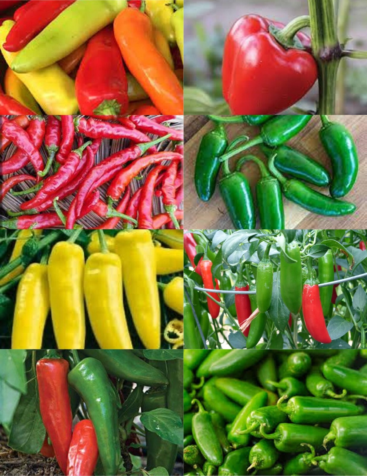 Hot Pepper Seed Collection - Save Over 25% When You Purchase Our 400+ Seed Pack