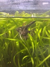 Marble Angelfish Quarter Size Live Freshwater Fish