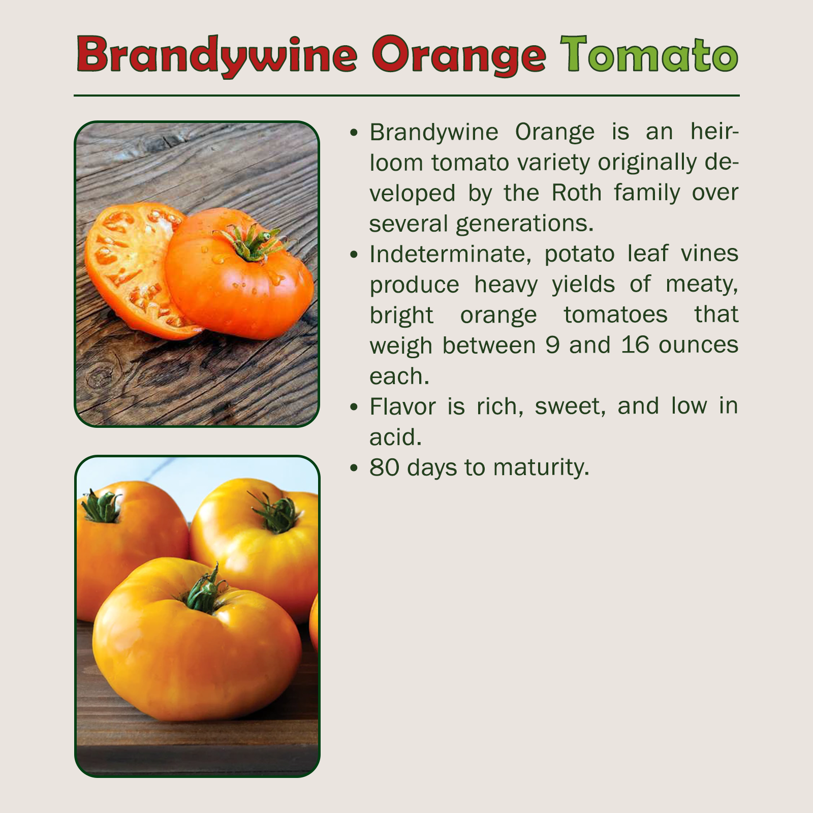 10 Brandywine Orange Tomato Seeds, Heirloom, NonGMO, Genuine USA eBay