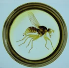 Antique microscope slide by W.White.  "Diptera. Dung Fly".
