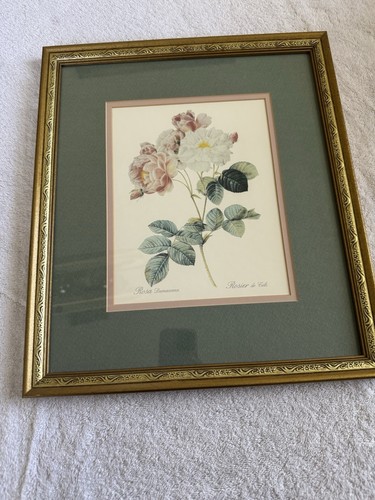 Vintage Botanischer PIERRE-JOSEPH REDOUTE KUNSTDRUCK "ROSA DAMASCENA", gerahmt - Bild 1 von 8