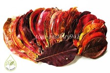 60 PCS 5-6" BEST Catappa Ketapang Indian Almond Leave Cherry Shrimp Betta Discus