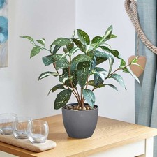 Japanese Laurel Artificial Indoor Plant In a Pot Pretty Home Decor 36 x 29cm