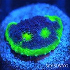 Corals of Eden ~  WYSIWYG Live Coral Frag ~ Dark Side of Jellybean Chalice — photo 1