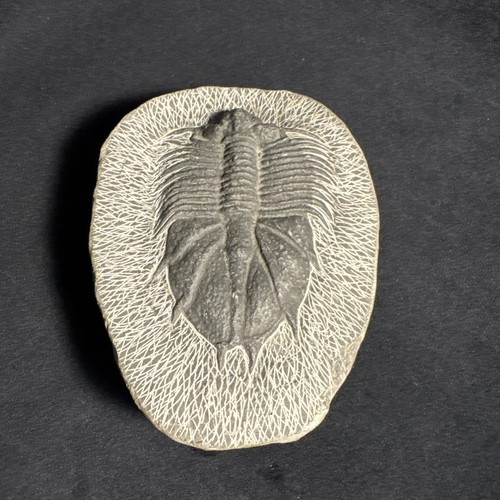 Reproduction Trilobite Fossil On Host Rock
