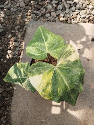 Anthurium Clarinervium 4 Leave Real Picture