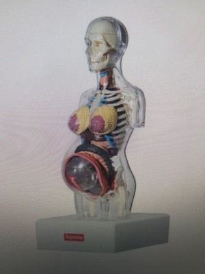 Supreme Female Anatomy Model Pregnant Torso Brand New Sold Supreme Female Anatomy Model Pregnant Torso Brand New Sold