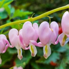 25 Cupid Bleeding Heart Seeds Dicentra Spectabilis Shade Flower Garden 686 USA