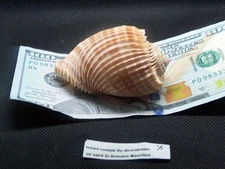 Harpa Costata, 35/40mm, seashell, St. Brandon Mauritius-Beautiful & Rare Shell