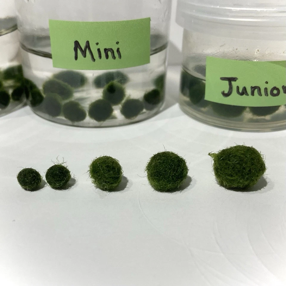 Marimo Moss Ball Mini Acuario Amigos Varios Tamaños [Leer Desc Antes de Comprar] Foto 3 de 4