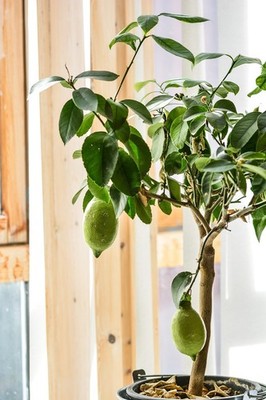 2 winterharte Bergzitrone schnellwüchsige exotische Pflanzen  für den Garten +