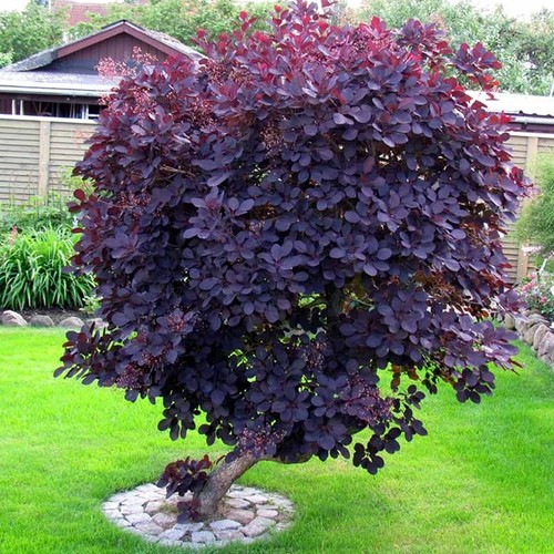 Cotinus coggygria Royal Purple Smoke Bush Deciduous Shrub Hardy Plant in Pot