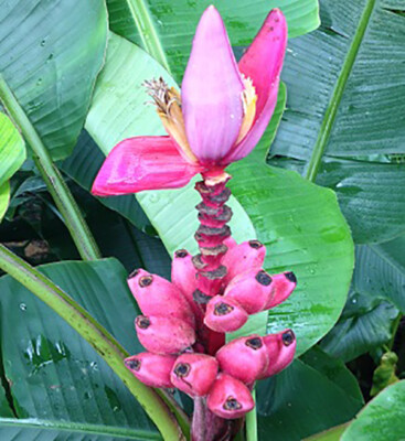 Musa velutina, Pink Dwarf Banana - 5 Se eds