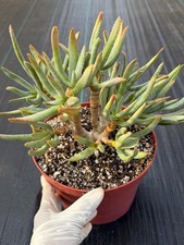 Aloe Ramosissima Tree Form Rare Easy Care Live Succulent Plant