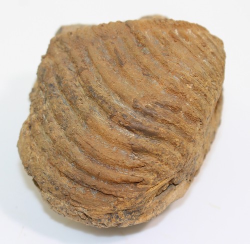 Conchiglia, Trigonia interlaevigata, Giura, Talheim, Germania -c354 - Foto 6 di 9