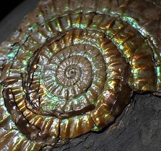 Big Iridescent ammonite fossil Caloceras Jurassic Fossils UK ammolite gemstone